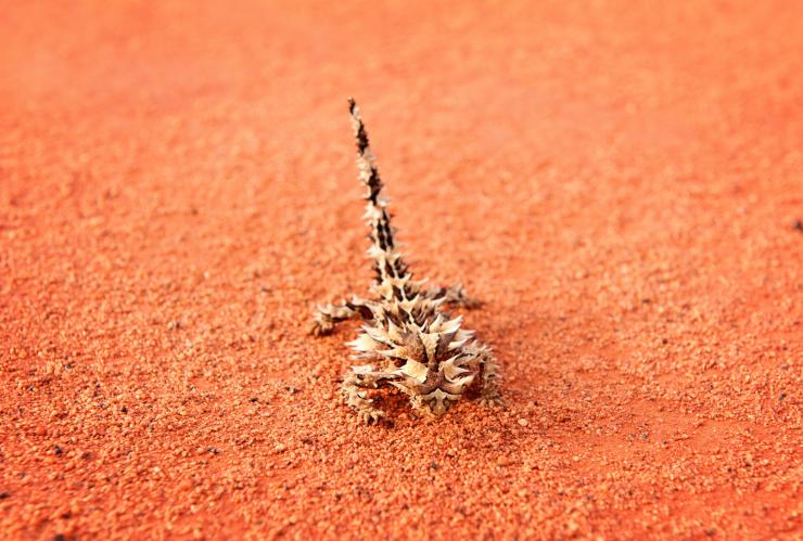 A thorny devil on red dirt at Uluru-Kata Tjuta National Park © Tourism Australia A thorny devil on red dirt at Uluru-Kata Tjuta National Park © Tourism Australia