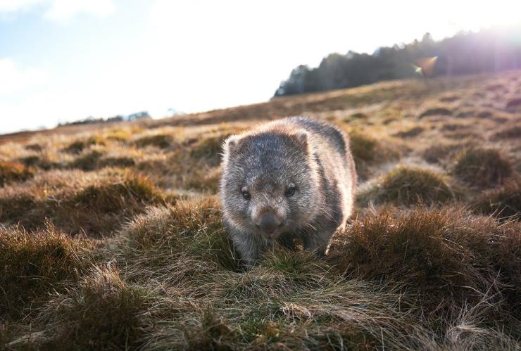 Wombat in the snow at Cradle Mountain © Tourism Australia/Daniel Tran Wombat in the snow at Cradle Mountain © Tourism Australia/Daniel Tran