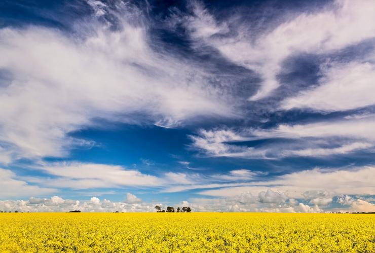 Canola fields, RM Williams Way, Clare Valley, SA © John Montesi Canola fields, RM Williams Way, Clare Valley, SA © John Montesi