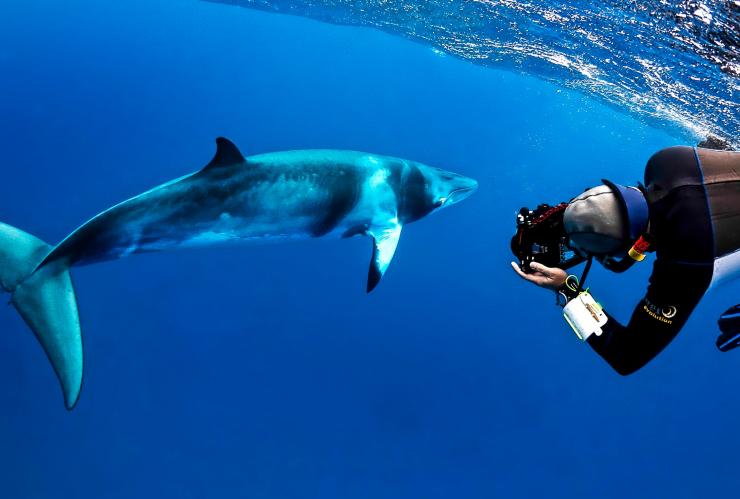 Minke whale, Mike Ball Dive Expeditions, Cairns, QLD © Shae Callaghan Minke whale, Mike Ball Dive Expeditions, Cairns, QLD © Shae Callaghan