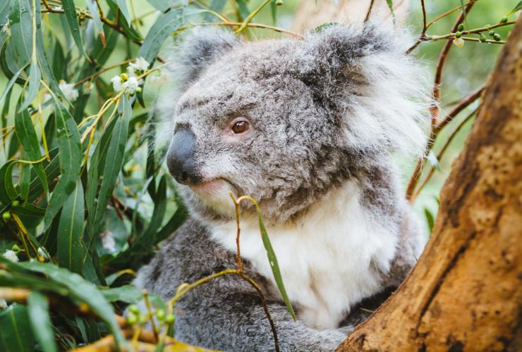 Koala at Healesville Sanctuary, Yarra Valley, VIC © Tourism Australia, Time Out Australia Koala at Healesville Sanctuary, Yarra Valley, VIC © Tourism Australia, Time Out Australia