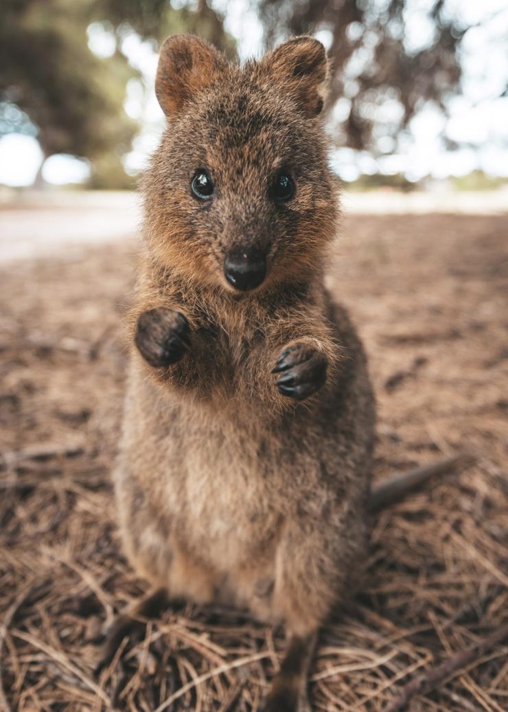 Quokka, Rottnest Island, WA © James Vodicka Quokka, Rottnest Island, WA © James Vodicka