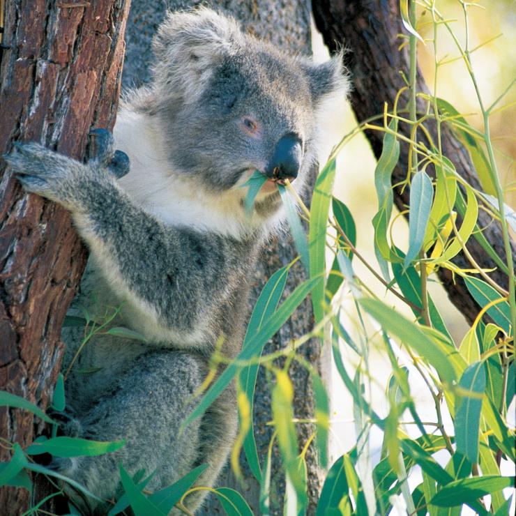 Koala at Yanchep National Park, WA © Tourism Western Australia Koala at Yanchep National Park, WA © Tourism Western Australia