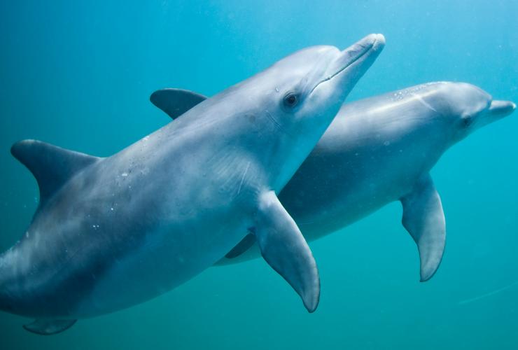 Dolphins, Rockingham Wild Encounters, Rockingham, WA © Rockingham Wild Encounters Dolphins, Rockingham Wild Encounters, Rockingham, WA © Rockingham Wild Encounters