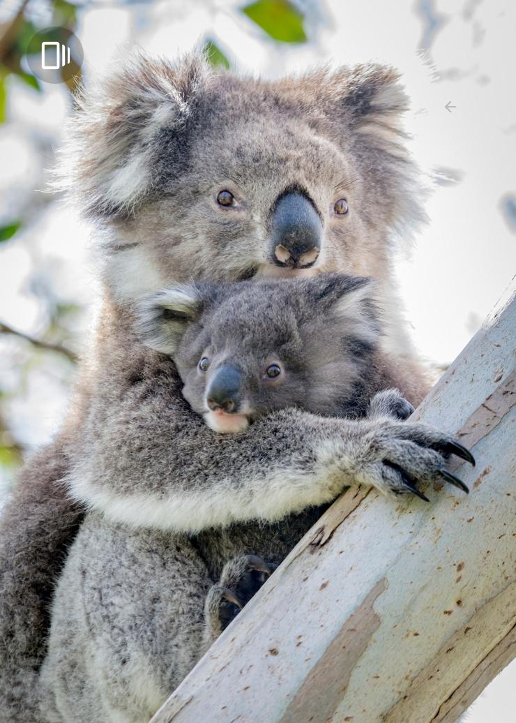 A mother koala holding her joey as they sit in a eucalyptus tree in Victoria © Tourism Australia A mother koala holding her joey as they sit in a eucalyptus tree in Victoria © Tourism Australia