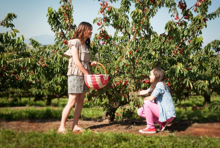 Children picking cherries at Cherryhills Orchard in the Yarra Valley © Cherryhill Orchards Children picking cherries at Cherryhills Orchard in the Yarra Valley © Cherryhill Orchards