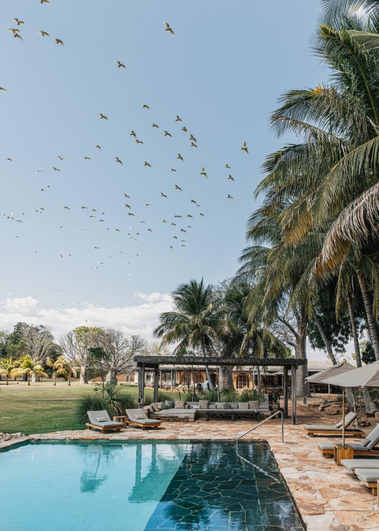 A blue, outdoor pool surrounded by chic brown deck chairs beneath tall palm trees, with a grassy plain to one side and a flock of birds flying overhead in a clear blue sky at Bullo River Station, Baines, Northern Territory © Luxury Lodges of Australia/Elise Hassey A blue, outdoor pool surrounded by chic brown deck chairs beneath tall palm trees, with a grassy plain to one side and a flock of birds flying overhead in a clear blue sky at Bullo River Station, Baines, Northern Territory © Luxury Lodges of Australia/Elise Hassey