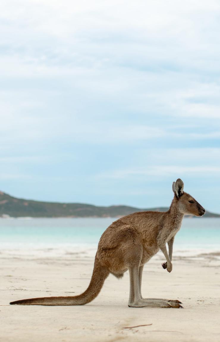 Woman admires a kangaroo on a white sand beach at Lucky Bay, Esperance, Western Australia © Tourism Australia