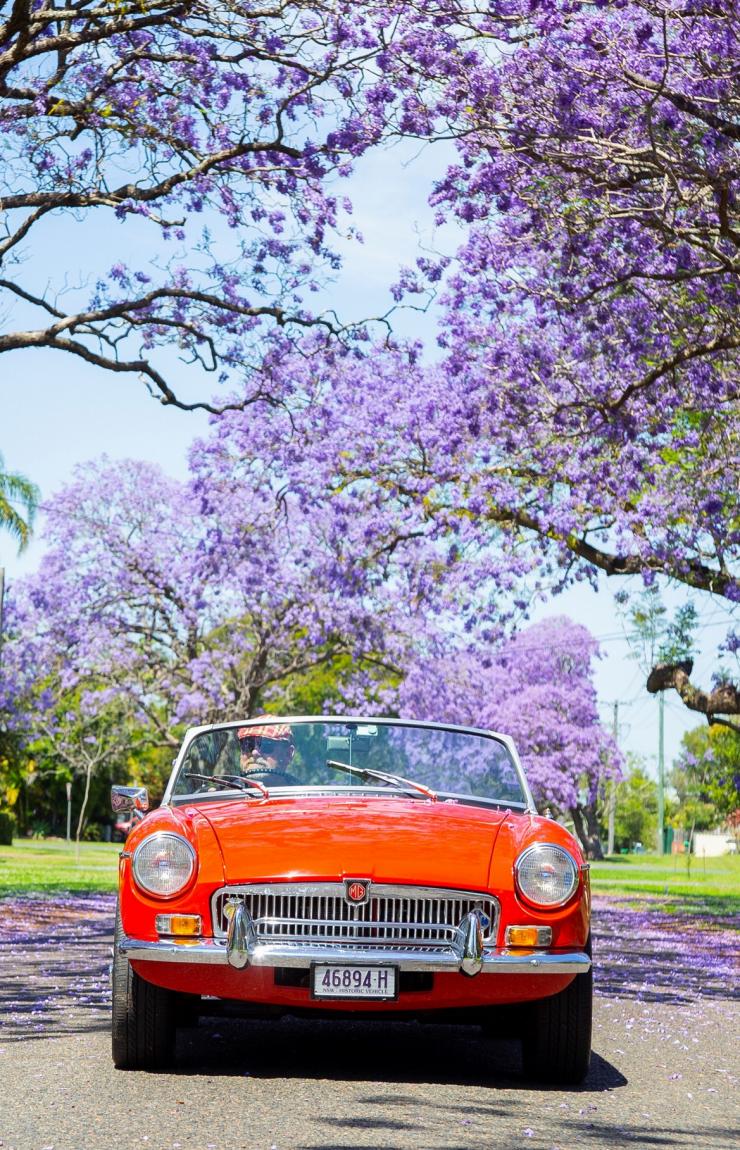 Vintage red car driving down a road with jacarandas in bloom © Destination NSW Vintage red car driving down a road with jacarandas in bloom © Destination NSW