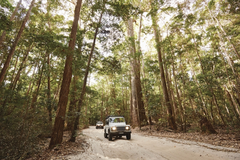 Fraser Island Rainforest, QLD © Tourism and Events Queensland Fraser Island Rainforest, QLD © Tourism and Events Queensland