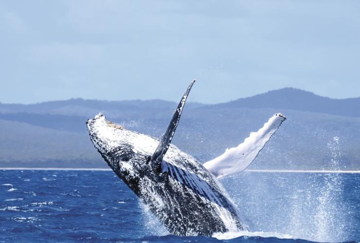 Humpback whale, Hervey Bay, QLD © Tourism and Events Queensland Humpback whale, Hervey Bay, QLD © Tourism and Events Queensland