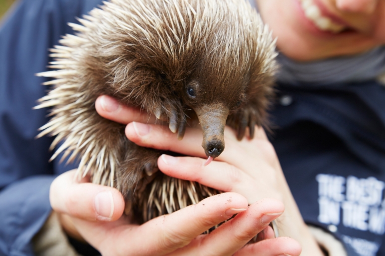 Echidna at Kangaroo Island Wildlife Park, Kangaroo Island, SA © Tourism Australia Echidna at Kangaroo Island Wildlife Park, Kangaroo Island, SA © Tourism Australia