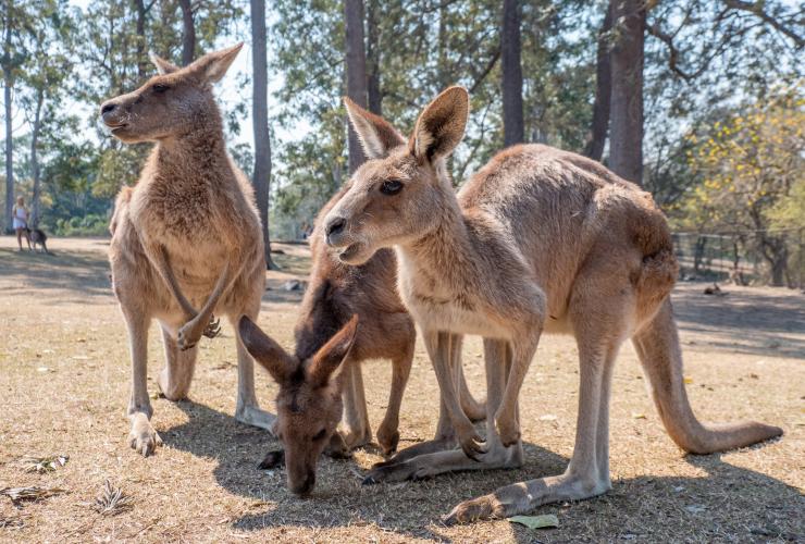 Kangaroo, Lone Pine Koala Sanctuary, QLD © Tourism Australia Kangaroo, Lone Pine Koala Sanctuary, QLD © Tourism Australia