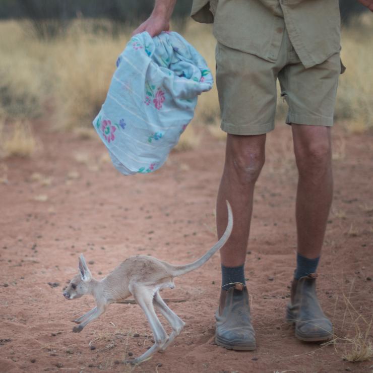 A small kangaroo joey jumping past a tour guide at The Kangaroo Sanctuary, NT © Tourism NT/Matt Glastonbury 2017 A small kangaroo joey jumping past a tour guide at The Kangaroo Sanctuary, NT © Tourism NT/Matt Glastonbury 2017