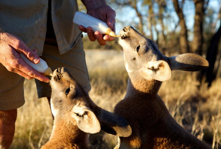 Roos being bottle fed, The Kangaroo Sanctuary, Alice Springs, Northern Territory © The Kangaroo Sanctuary Roos being bottle fed, The Kangaroo Sanctuary, Alice Springs, Northern Territory © The Kangaroo Sanctuary