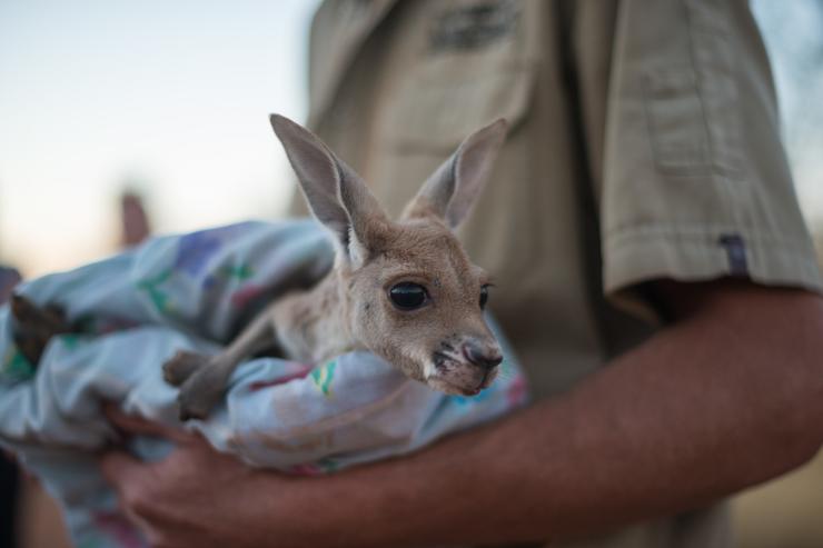 A kangaroo joey snuggled in blankets at The Kangaroo Sanctuary © Tourism NT/Matt Glastonbury 2017 A kangaroo joey snuggled in blankets at The Kangaroo Sanctuary © Tourism NT/Matt Glastonbury 2017