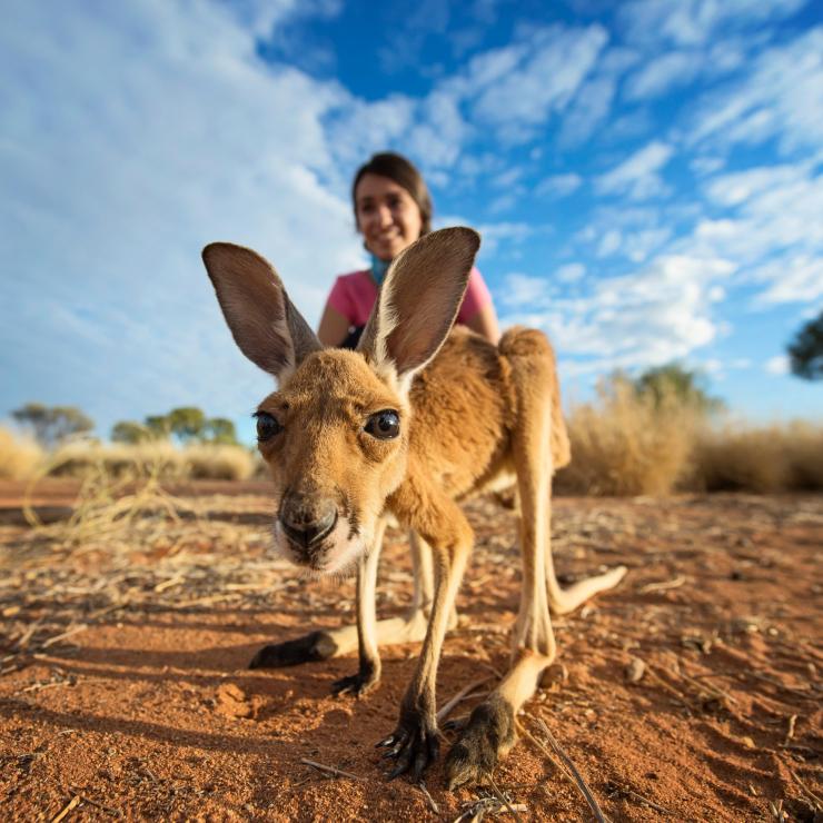A kangaroo joey stares into the camera, NT © Tourism NT/Shaana McNaught 2016 A kangaroo joey stares into the camera, NT © Tourism NT/Shaana McNaught 2016
