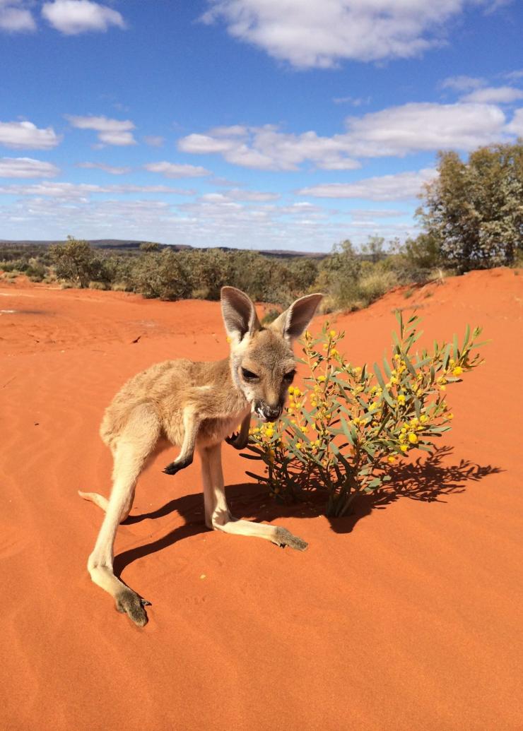 Joey, Kangaroo Sanctuary, Alice Springs, NT © The Kangaroo Sanctuary Joey, Kangaroo Sanctuary, Alice Springs, NT © The Kangaroo Sanctuary