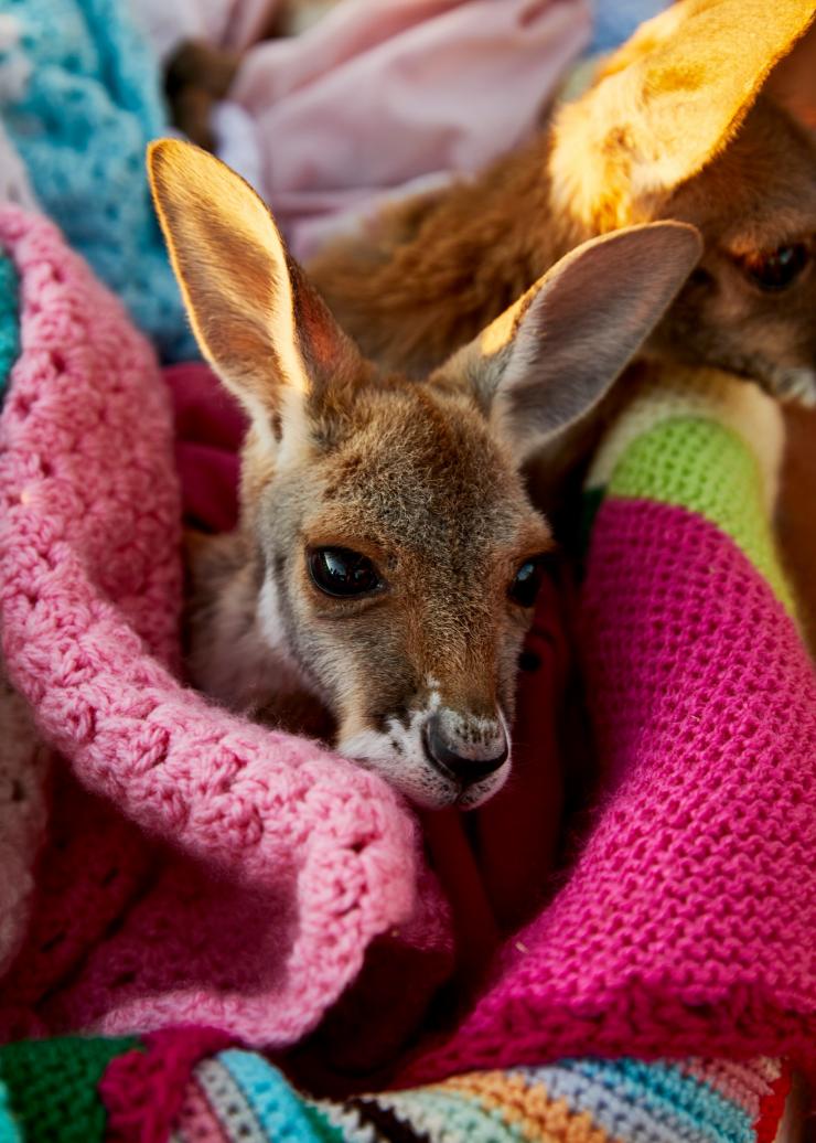 Joey in a blanket, The Kangaroo Sanctuary, NT © Tourism Australia Joey in a blanket, The Kangaroo Sanctuary, NT © Tourism Australia