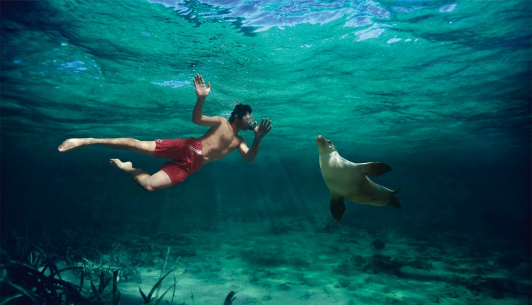Swimming with the Sea Lions in Baird Bay SA © Caroline Fisher Swimming with the Sea Lions in Baird Bay SA © Caroline Fisher