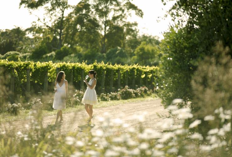 Montalto Vineyard and Olive Grove, Mornington Peninsula, VIC © Visit Victoria Montalto Vineyard and Olive Grove, Mornington Peninsula, VIC © Visit Victoria