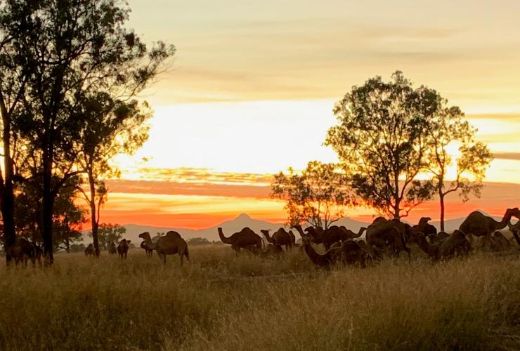 Summer Land Camels, Harrisville, QLD © Summer Land Camels Summer Land Camels, Harrisville, QLD © Summer Land Camels