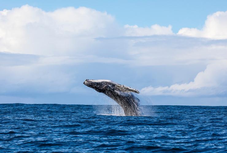 Whale watching, Jervis Bay, NSW © Jordan Robins Whale watching, Jervis Bay, NSW © Jordan Robins