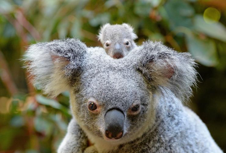 Macadamia the baby koala, Australia Zoo, Beerwah, QLD © Ben Beaden, Australia Zoo Macadamia the baby koala, Australia Zoo, Beerwah, QLD © Ben Beaden, Australia Zoo