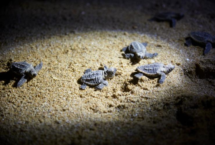 Turtles, Mon Repos Conservation Park, Mon Repos, QLD © Tourism Australia Turtles, Mon Repos Conservation Park, Mon Repos, QLD © Tourism Australia
