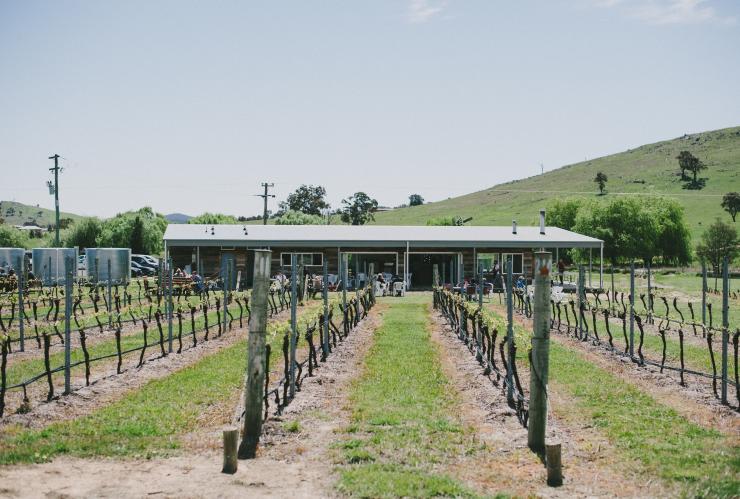 View down the vines towards cellar door at Four Winds Vineyard, Murrumbateman, New South Wales © VisitCanberra View down the vines towards cellar door at Four Winds Vineyard, Murrumbateman, New South Wales © VisitCanberra