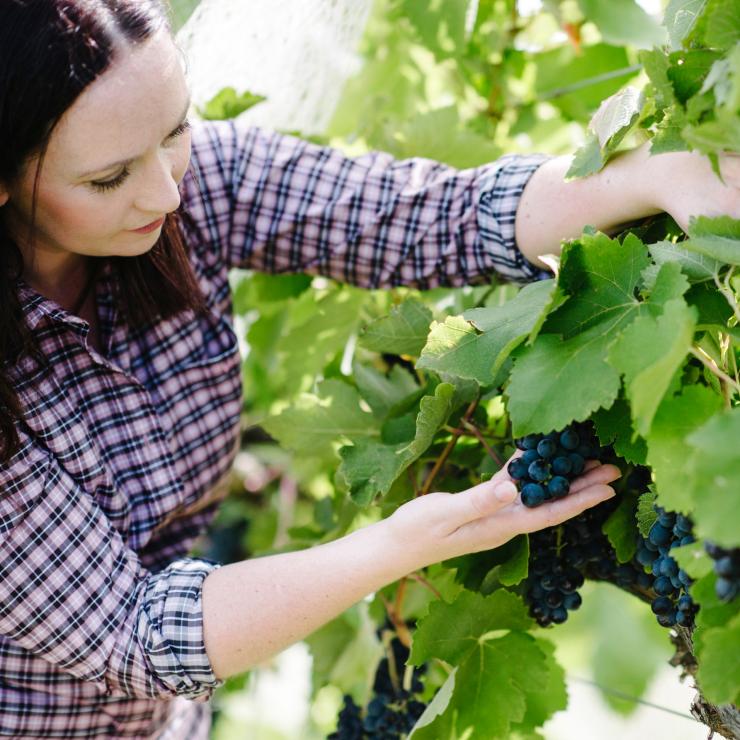Stephanie checks the grapes at The Vintner’s Daughter, Murrumbateman, New South Wales © Stephanie Helm Stephanie checks the grapes at The Vintner’s Daughter, Murrumbateman, New South Wales © Stephanie Helm