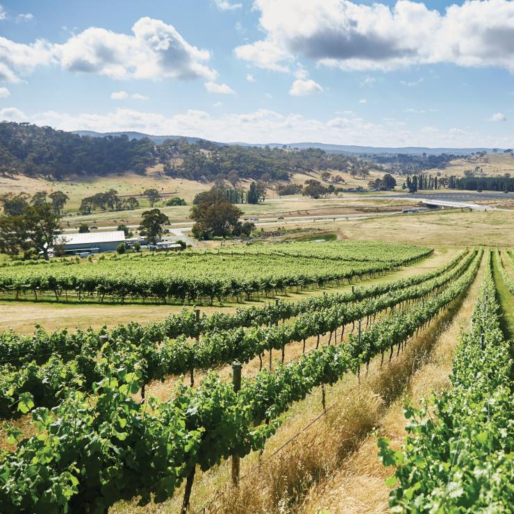 View over Mount Majura Vineyard, Majura, Australian Capital Territory © Stuart Miller View over Mount Majura Vineyard, Majura, Australian Capital Territory © Stuart Miller