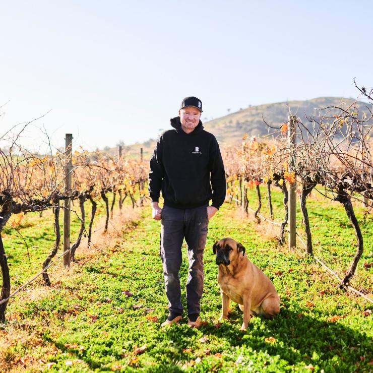A man and his dog take a walk amongst the vines at Brindabella Hills Winery, Wallaroo, New South Wales © VistCanberra A man and his dog take a walk amongst the vines at Brindabella Hills Winery, Wallaroo, New South Wales © VistCanberra