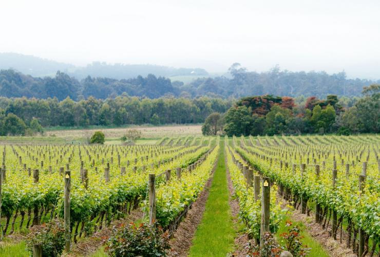 Chandon, Yarra Valley, Victoria © Tourism Australia / Time Out Australia Chandon, Yarra Valley, Victoria © Tourism Australia / Time Out Australia