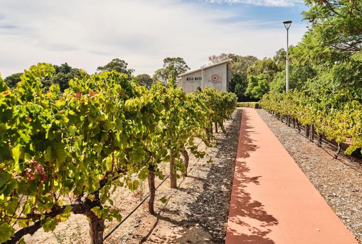 Path to Maya Maya through verdelho vines, Mandoon Estate, Swan Valley, Western Australia © Tourism Australia Path to Maya Maya through verdelho vines, Mandoon Estate, Swan Valley, Western Australia © Tourism Australia