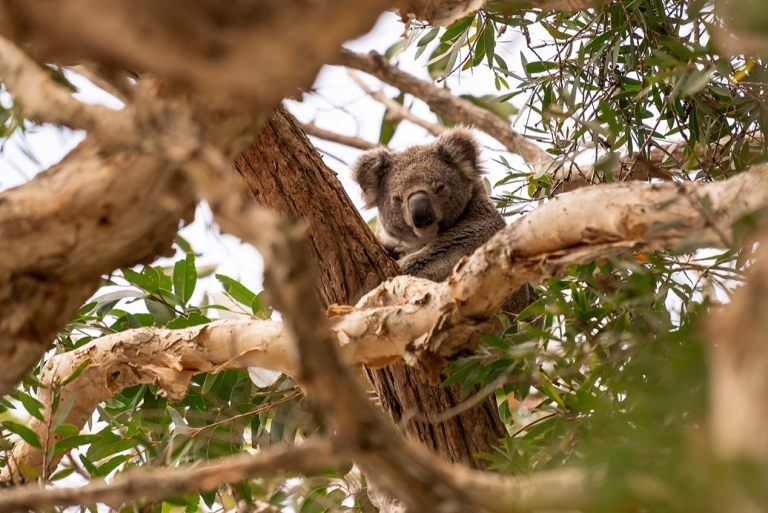 A koala sitting among a network of twisted branches surrounded by leaves in Tilligerry Habitat Reserve, Tanilba Bay, New South Wales © Rob Mulally A koala sitting among a network of twisted branches surrounded by leaves in Tilligerry Habitat Reserve, Tanilba Bay, New South Wales © Rob Mulally