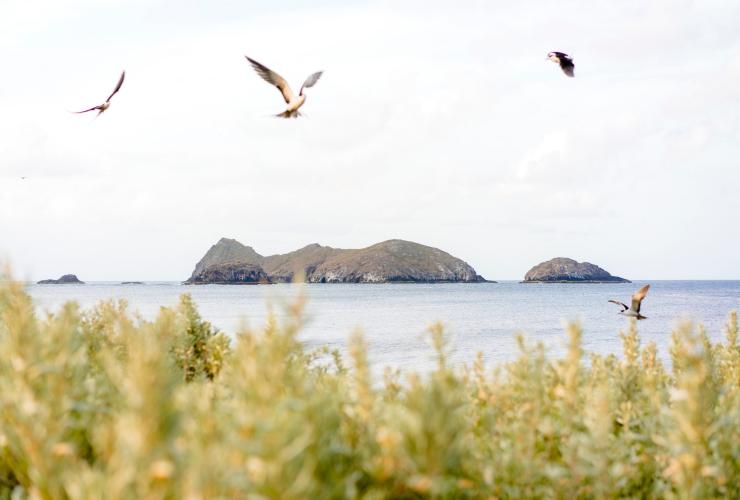 Sooty Terns flying over Lord Howe Island with views across to the Admiralty Islands © Zach Sanders Sooty Terns flying over Lord Howe Island with views across to the Admiralty Islands © Zach Sanders
