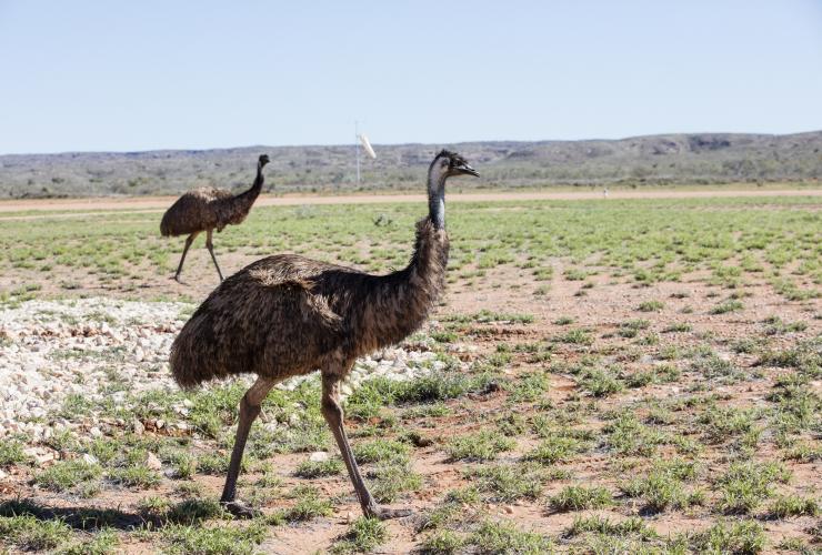 Emus in a field near Exmouth © Tourism Western Australia Emus in a field near Exmouth © Tourism Western Australia