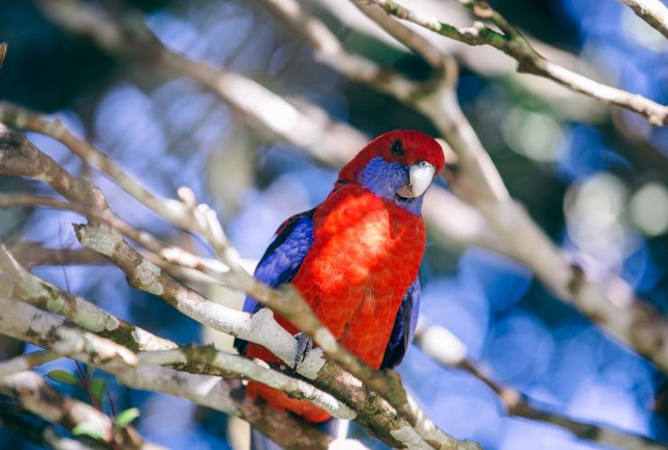 King Parrot on a brance in Lamington National Park © Tourism Australia King Parrot on a brance in Lamington National Park © Tourism Australia