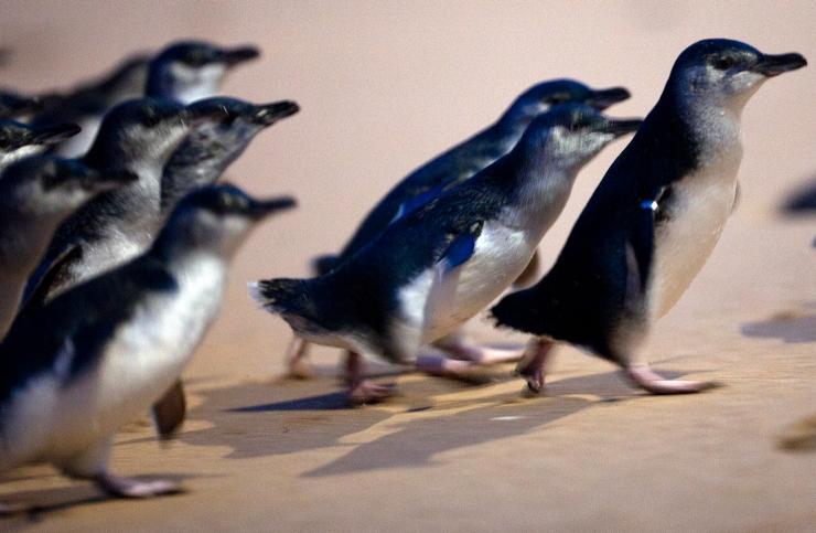Penguins walking on the beach at Phillip Island Nature Park © Tourism Australia Penguins walking on the beach at Phillip Island Nature Park © Tourism Australia