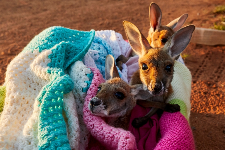 Joeys in a blanket at The Kangaroo Sanctuary in the Northern Territory © Tourism Australia Joeys in a blanket at The Kangaroo Sanctuary in the Northern Territory © Tourism Australia