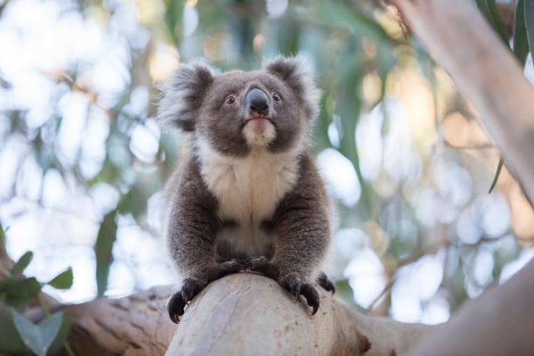 A koala standing on a tree branch looking up towards the leaves at Hanson Bay Sanctuary, Kangaroo Island, South Australia © Tourism Australia A koala standing on a tree branch looking up towards the leaves at Hanson Bay Sanctuary, Kangaroo Island, South Australia © Tourism Australia