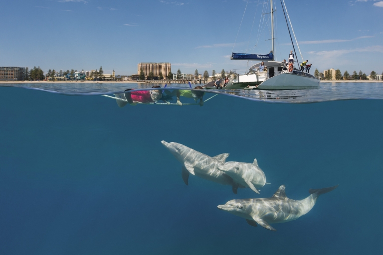 Snorkellers see dolphins while on a Temptation Sailing boat tour at Glenelg in South Australia © South Australian Tourism Commission Snorkellers see dolphins while on a Temptation Sailing boat tour at Glenelg in South Australia © South Australian Tourism Commission
