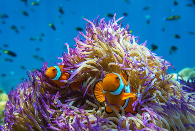 Anemone with clownfish, Frankland Islands, QLD © Phil Warring Anemone with clownfish, Frankland Islands, QLD © Phil Warring