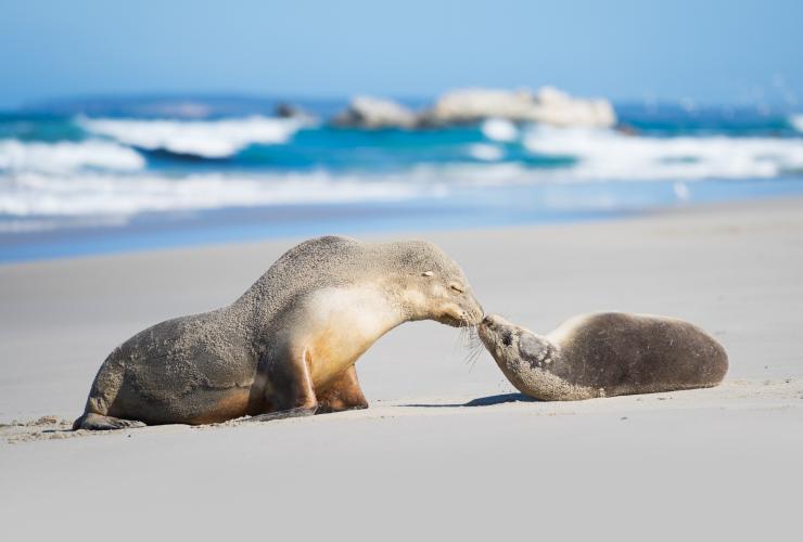 Seal Bay Conservation Park, Kangaroo Island, SA © Ben Goode Seal Bay Conservation Park, Kangaroo Island, SA © Ben Goode