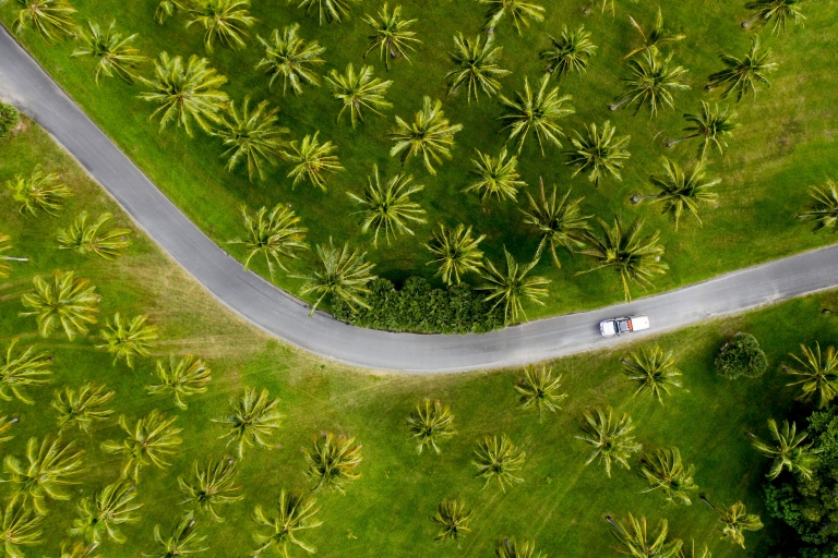 Aerial of car driving through palm trees in Tropical North Queensland © Tourism and Events Queensland / Sean Scott. Aerial of car driving through palm trees in Tropical North Queensland © Tourism and Events Queensland / Sean Scott.