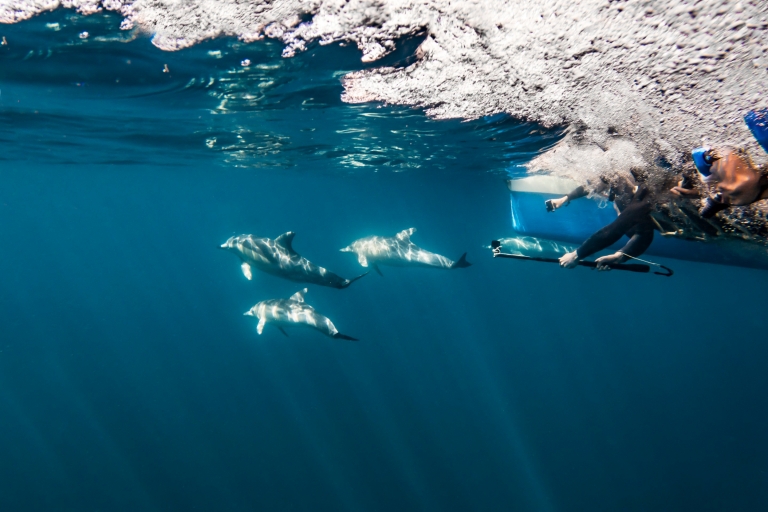 Underwater view of people swimming with dolphins Temptation Sailing, Adelaide, South Australia © Tourism Australia Underwater view of people swimming with dolphins Temptation Sailing, Adelaide, South Australia © Tourism Australia