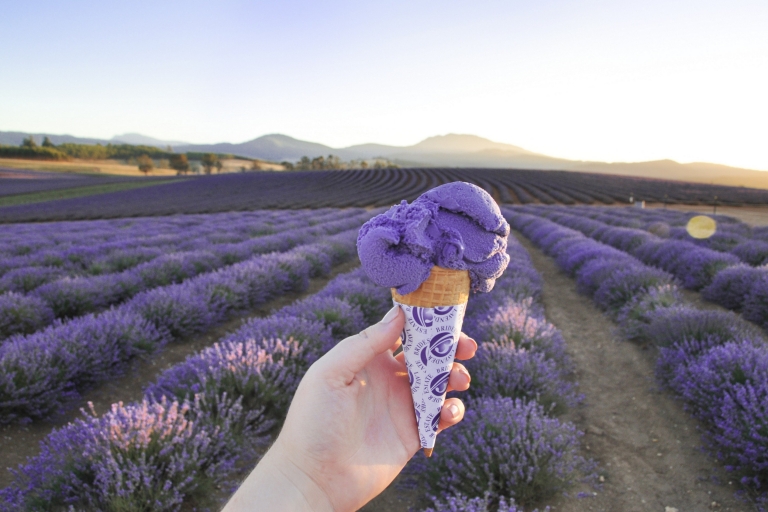 Bridestowe Lavender Estate, Nabowla, TAS © Bridestowe Lavender Estate Bridestowe Lavender Estate, Nabowla, TAS © Bridestowe Lavender Estate