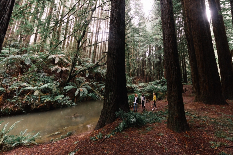 Beech Forest, Otway National Park, VIC © Great Ocean Road Tourism Beech Forest, Otway National Park, VIC © Great Ocean Road Tourism