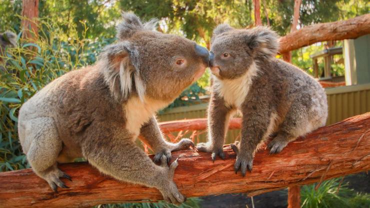 Koalas, Ballarat Wildlife Park, VIC © Ballarat Wildlife Park Koalas, Ballarat Wildlife Park, VIC © Ballarat Wildlife Park